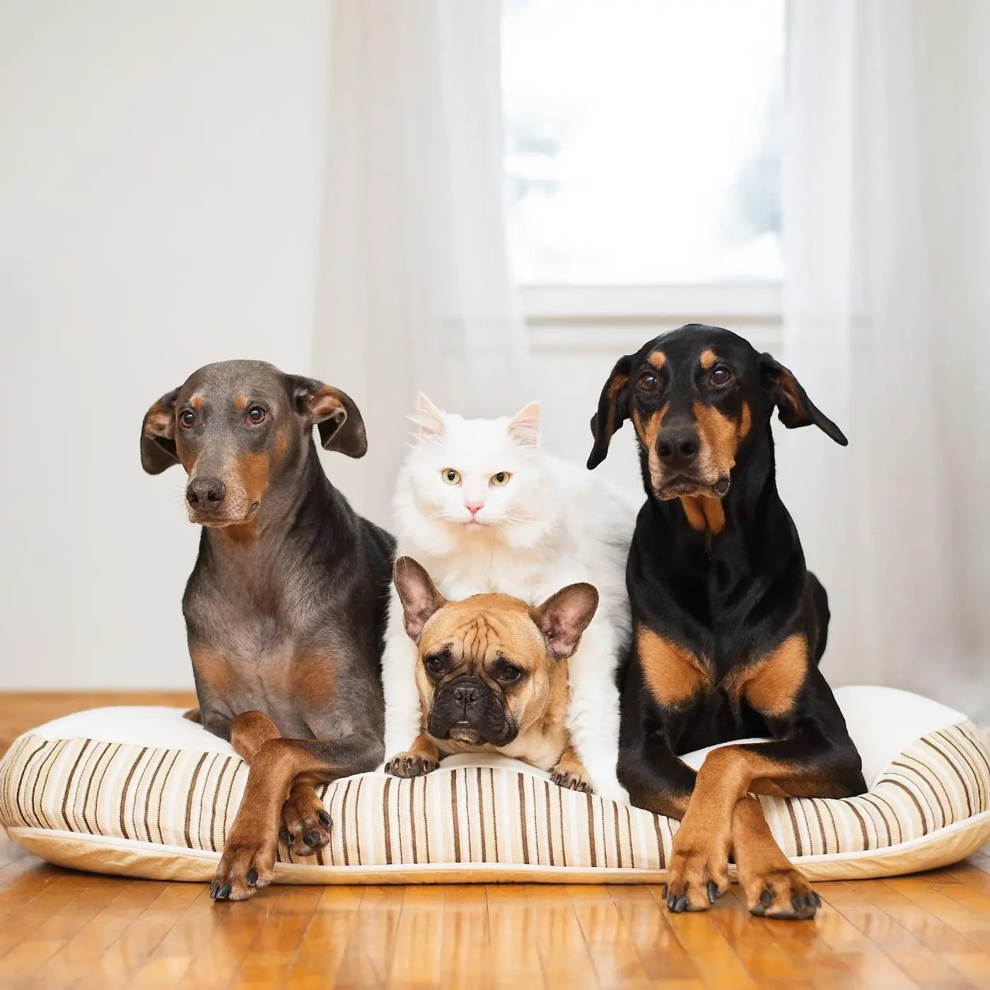 Kingston Organic Dog Bed