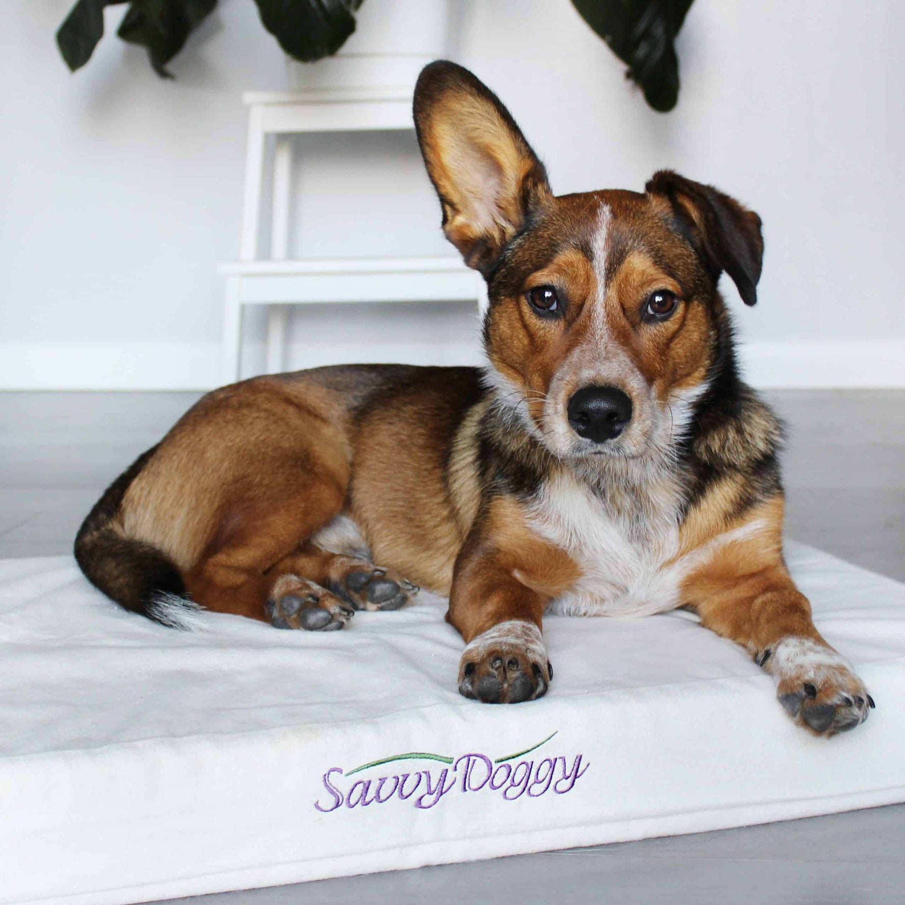 The Savvy Doggy™ Bed